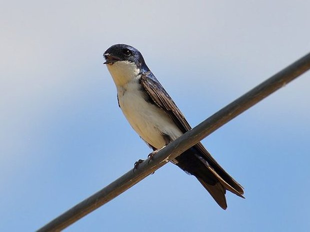 Golondrina