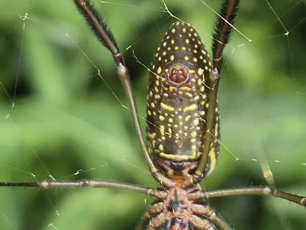 Araña de seda dorada