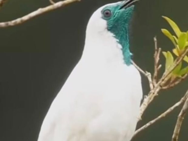 Pájaro campana