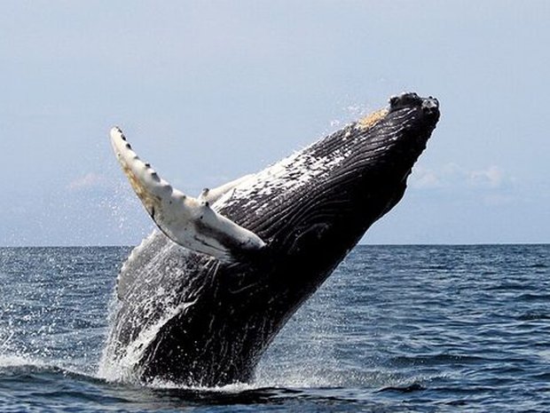 Ballena jorobada