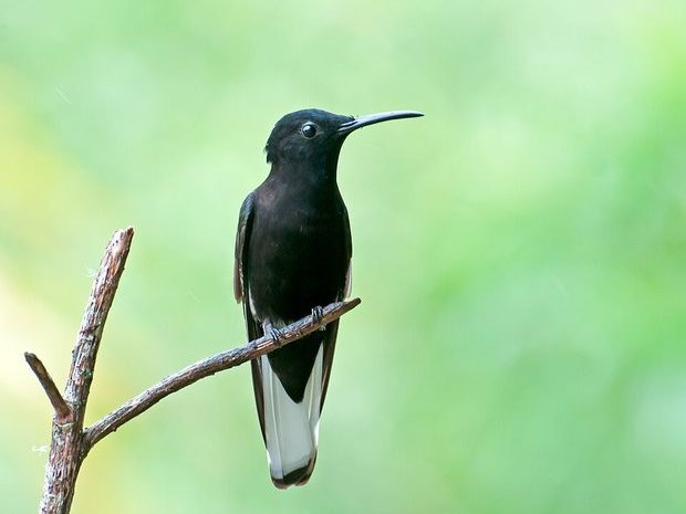 Colibrí negro