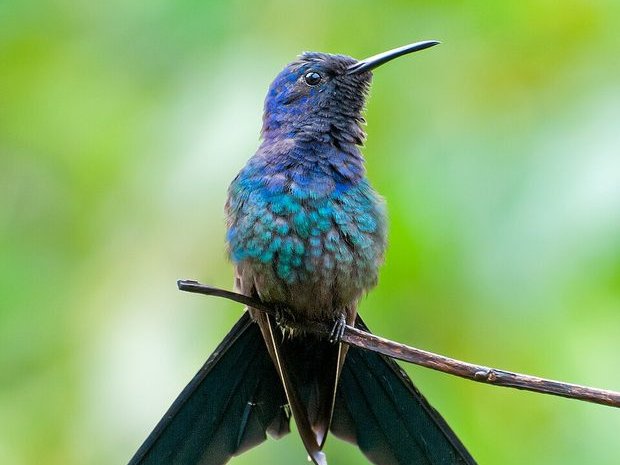 Colibrí tijereta