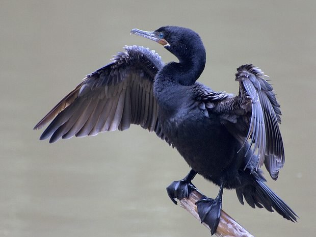 Biguá / cormorán