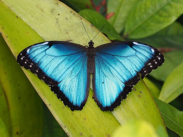 Mariposa azul