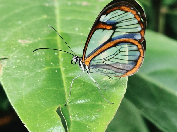 Mariposa de cristal