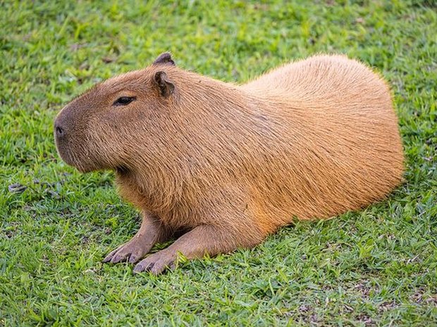 Carpincho