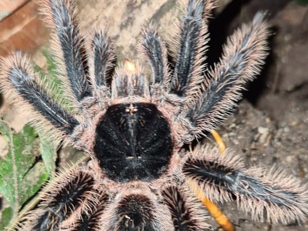 Tarántula