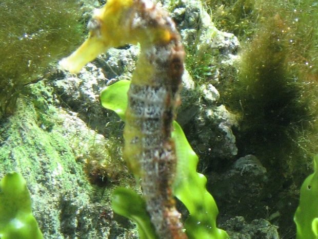 Caballito de mar