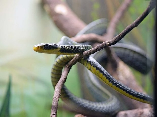 Culebra bejuco