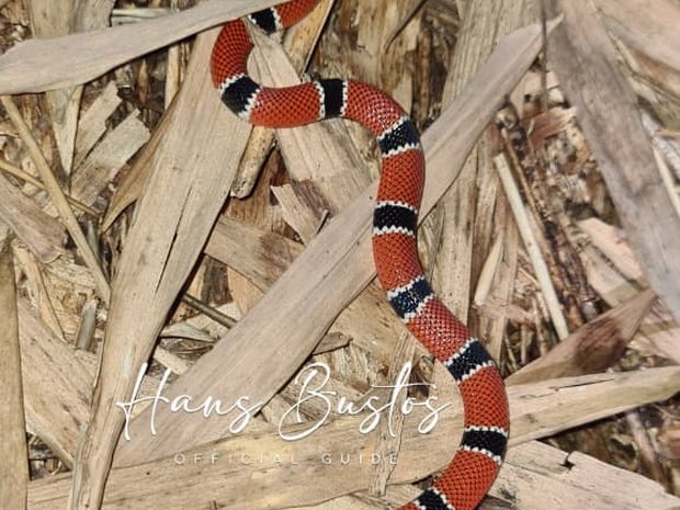 Serpiente coral