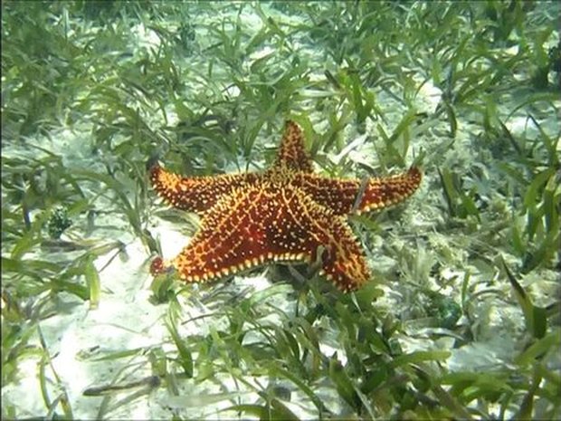 Estrella de mar