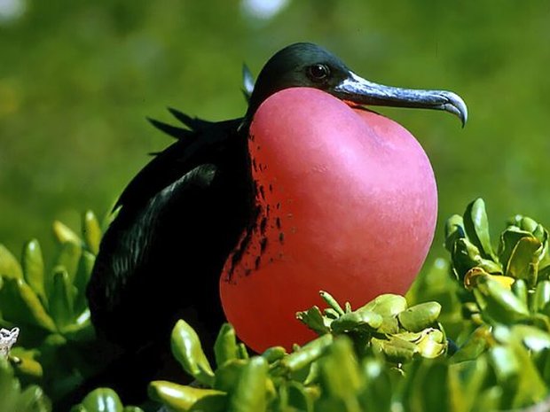 Fragata / rabihorcado