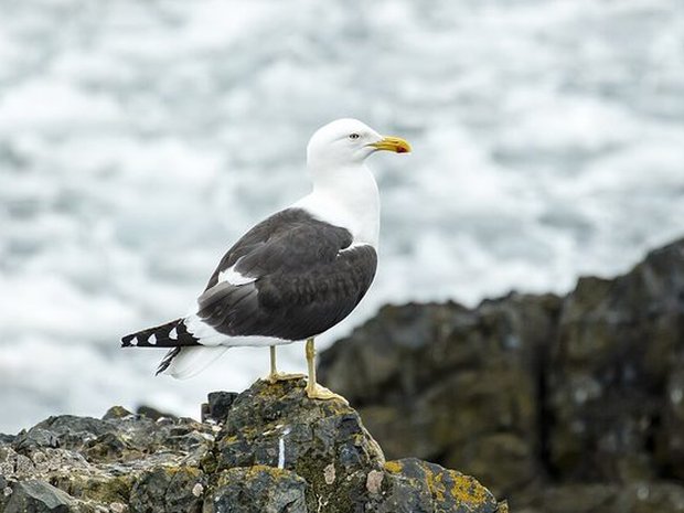 Gaviota cocinera