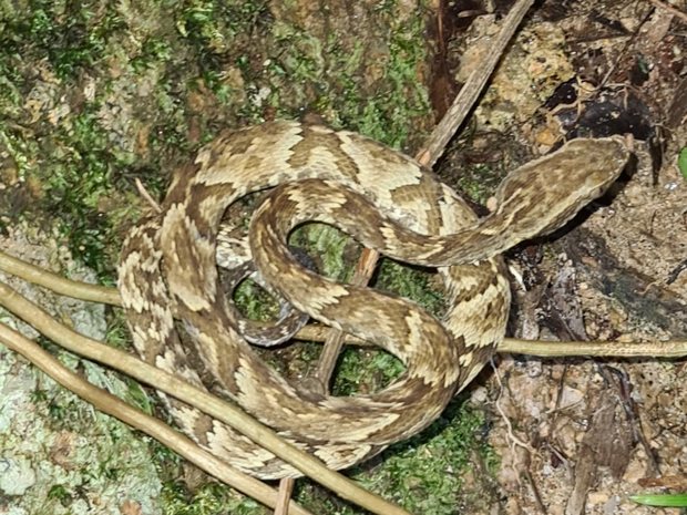 Yarará