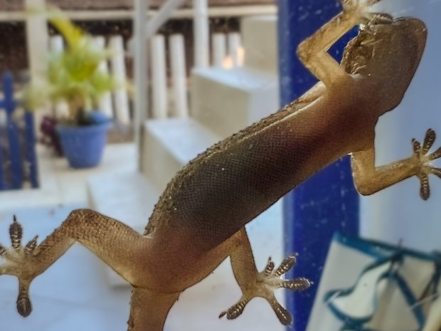Salamanquesa