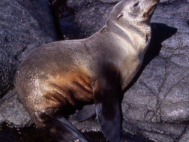Lobo marino subantártico