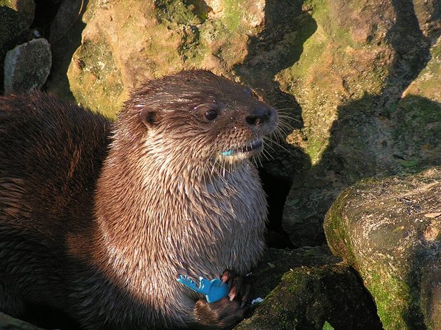 Nutria