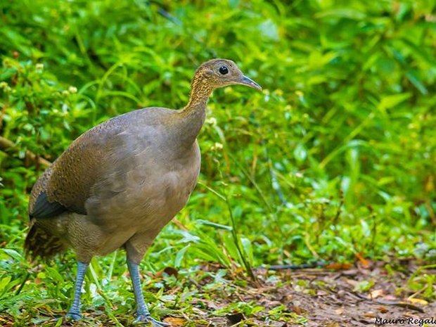 Macuco