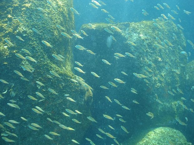 Cardumen de sardinas