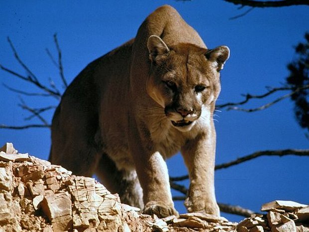 Puma