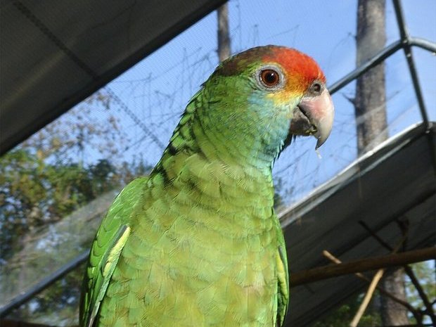 Loro de frente roja