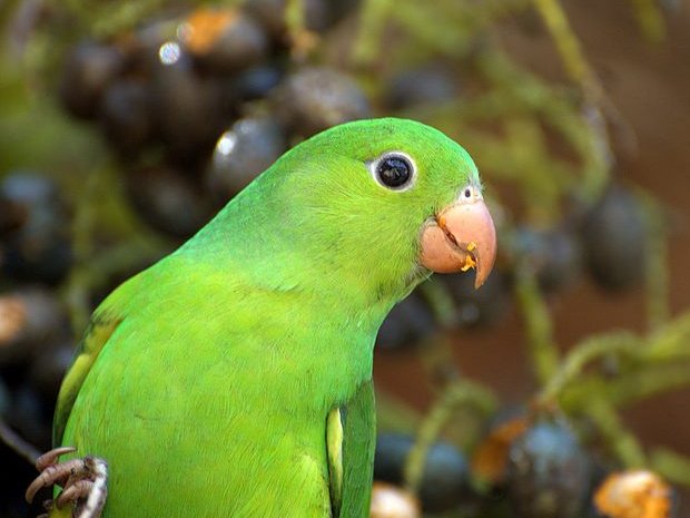 Catita verde
