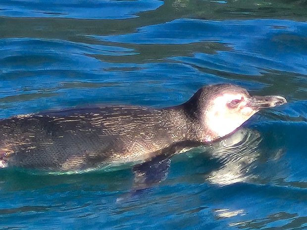 Pingüino de Magallanes