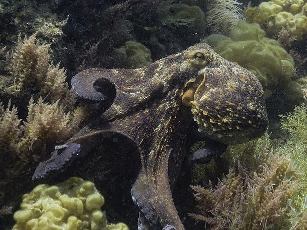 Pulpo