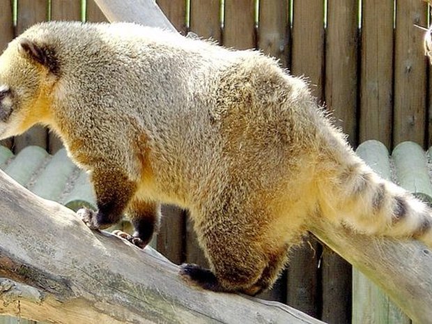 Coatí