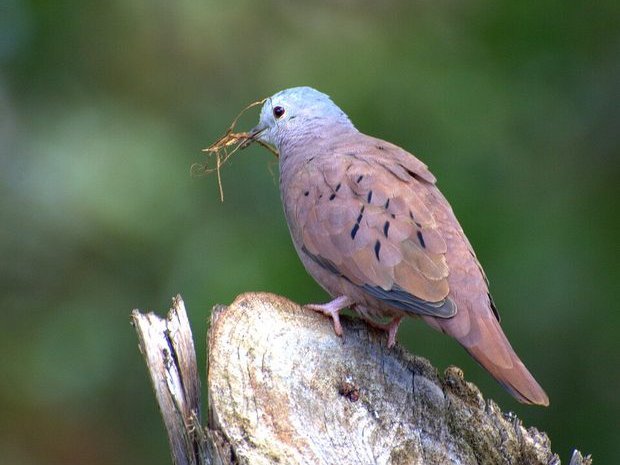 Torcacita colorada