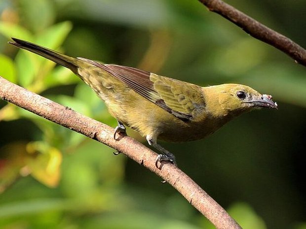 Celestino / tangara