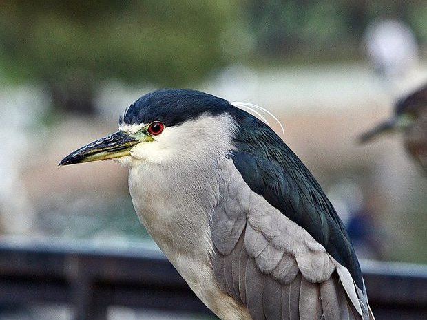 Garza bruja