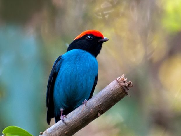 Bailarín azul