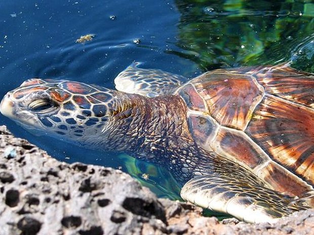 Tortuga verde