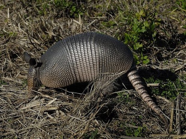 Mulita / armadillo