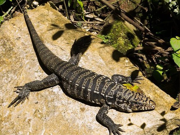 Lagarto overo