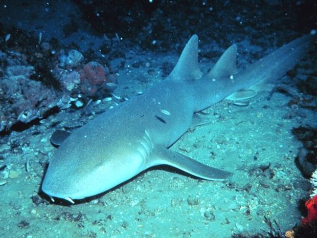 Tiburón nodriza