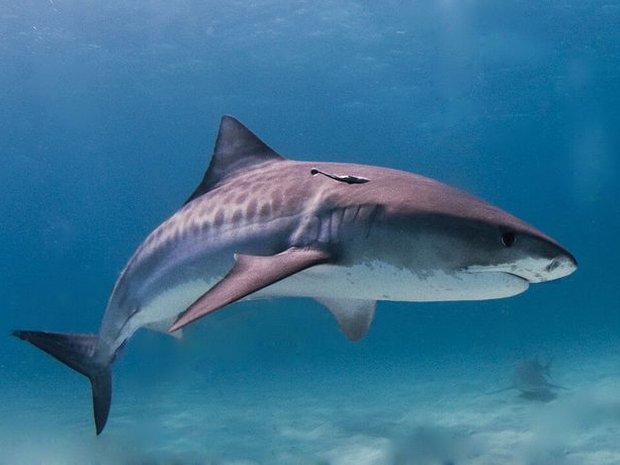 Tiburón tigre