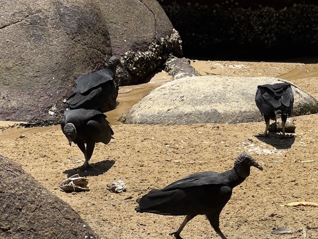 Jote / zopilote negro